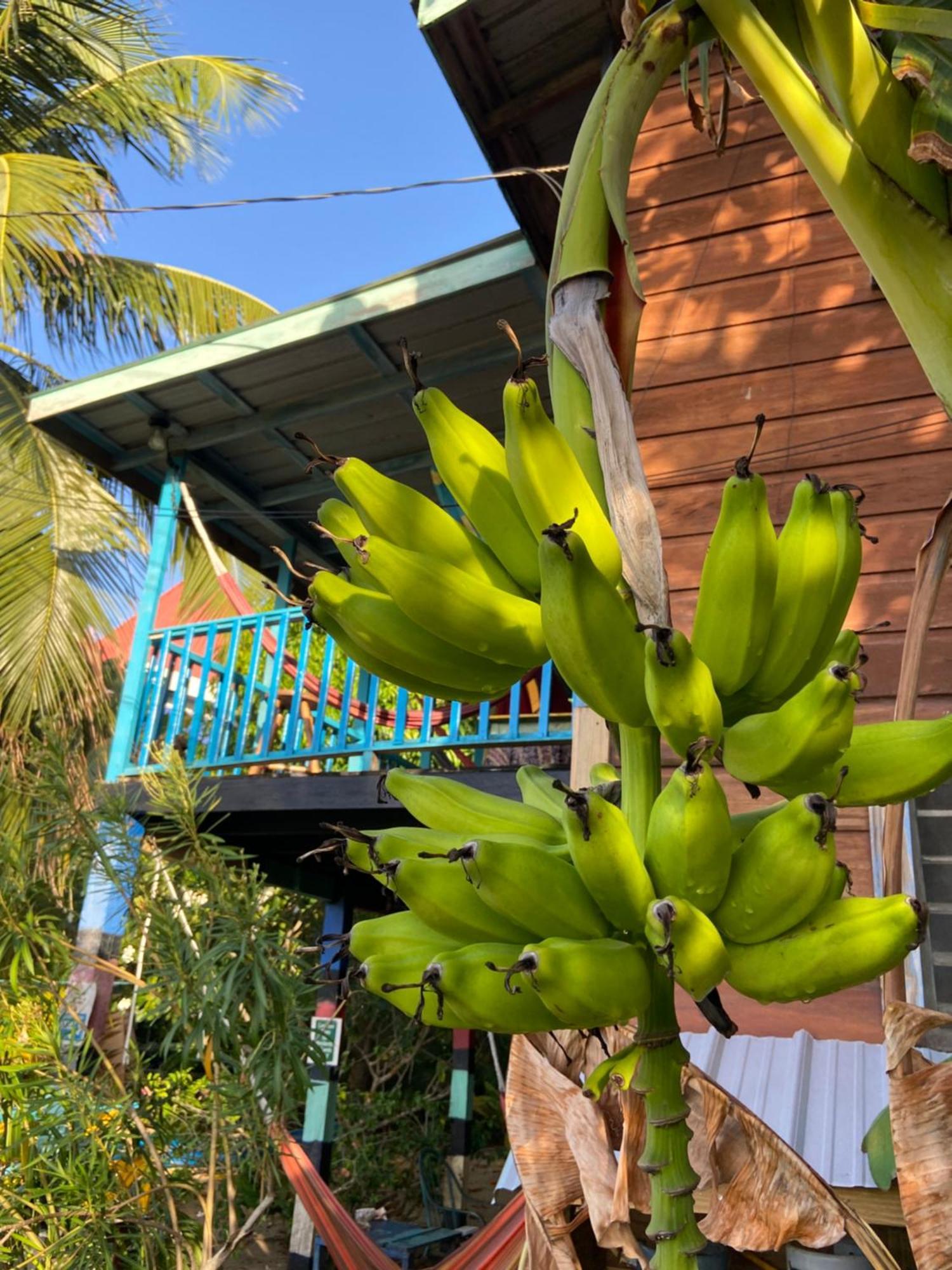 Anda Di Hows Hostel Placencia المظهر الخارجي الصورة